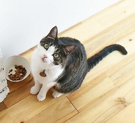猫の食事改善のステップ２～猫の置き餌をやめて空腹の時間を作る