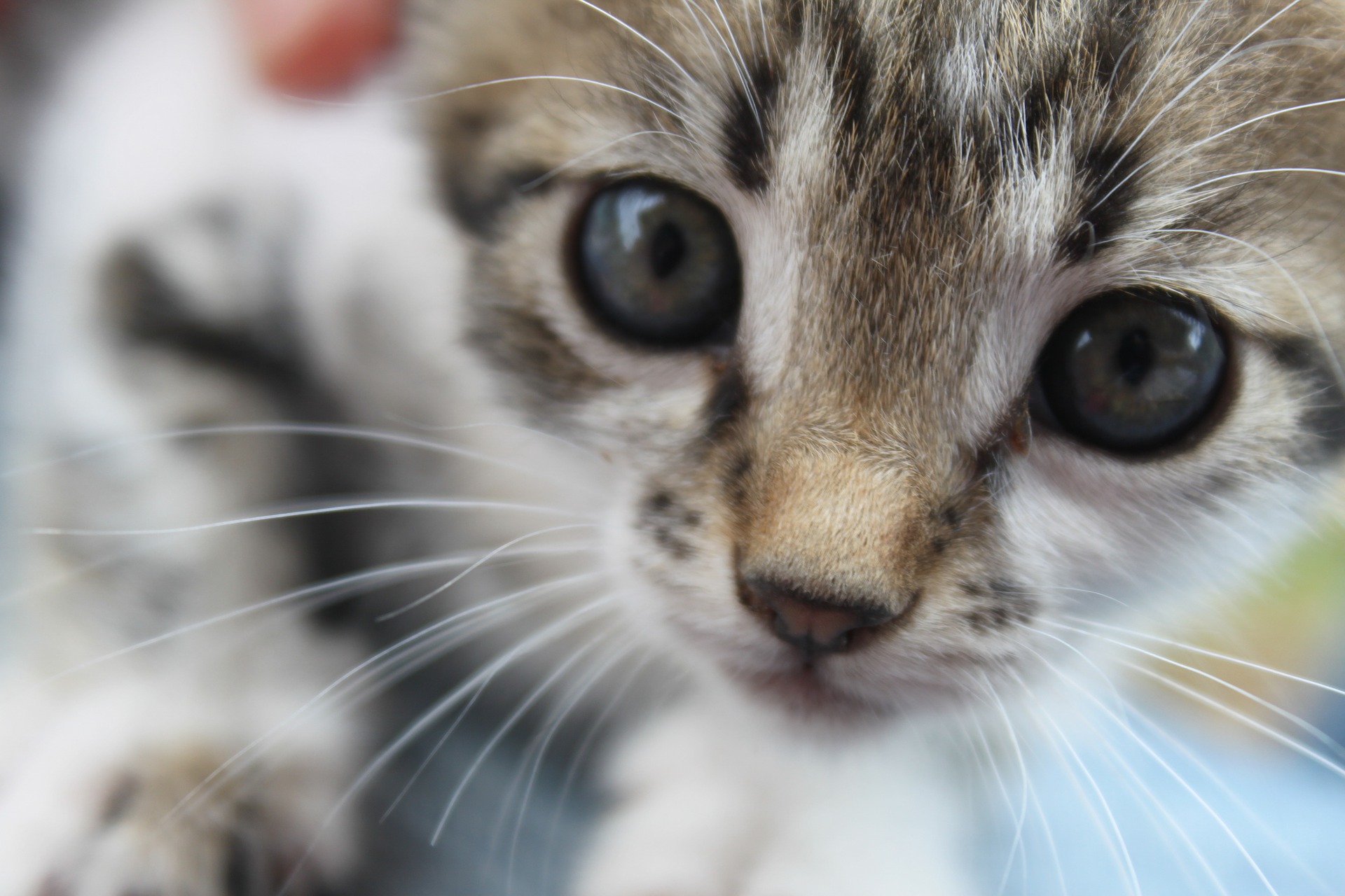 猫の背中が波打つ 猫の知覚過敏症の症状から食事療法まで にゃんずきっちん 猫の健康ごはん 猫の自然食 健康寿命を延ばす生肉の猫の手作りごはん