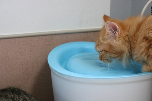 猫に飲ませる水選び～浄水器選びのポイント