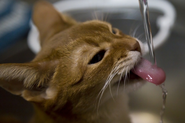 猫の健康のための水とは。猫の健康水選び講座