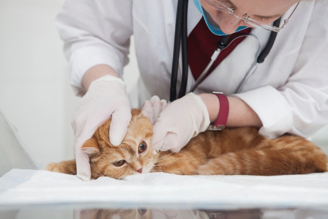 猫専門病院が近くにない時～キャットフレンドリークリニック（CFC）を知っていますか？
