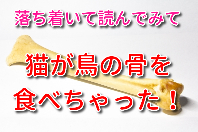 猫が鳥の骨（鶏の骨）を食べてしまった！大丈夫！？