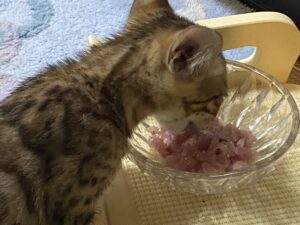 生肉を食べる子猫