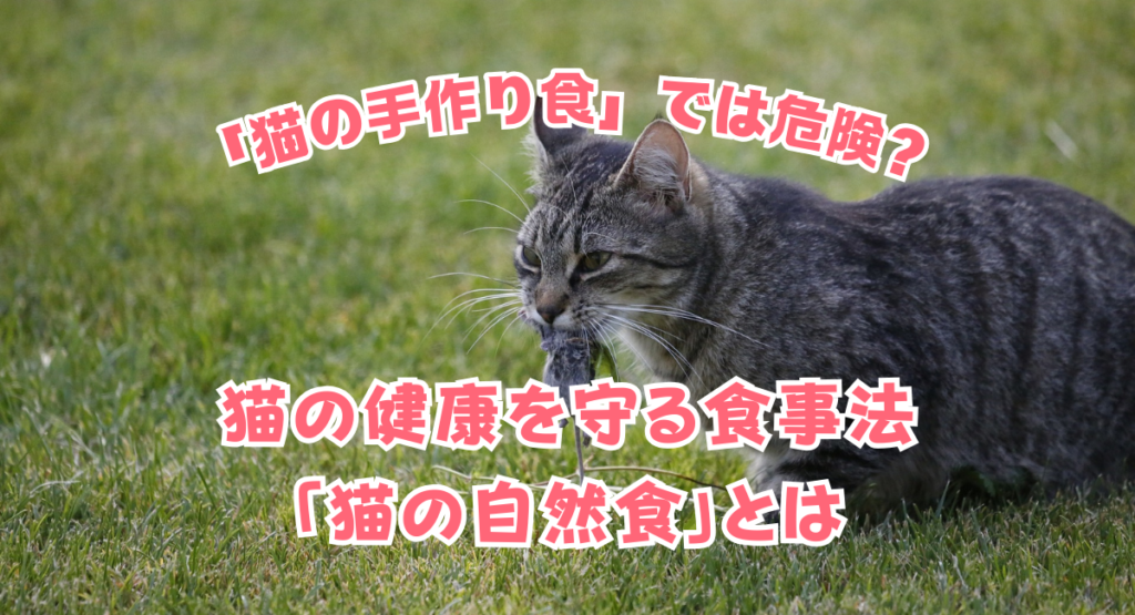 「猫の手作り食」では危険？猫の健康を守る食事法「猫の自然食」とは