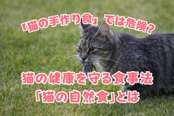 「猫の手作り食」では危険？猫の健康を守る食事法「猫の自然食」とは