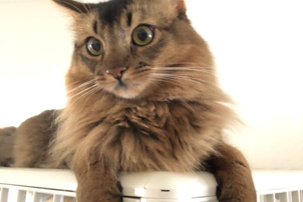 猫の皮膚・粘膜を栄養でサポート！免疫が整う食事法