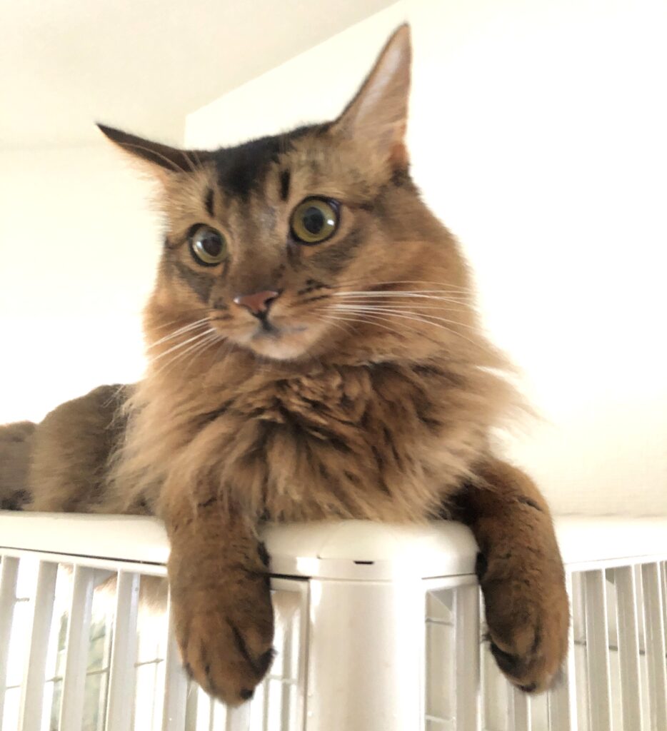 猫の皮膚・粘膜を栄養でサポート!免疫が整う食事法