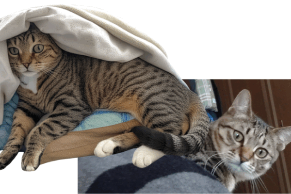 「若い愛猫がストルバイト結石に…」猫の自然食で尿pHが正常値に！6ヶ月間の奇跡の変化とは？