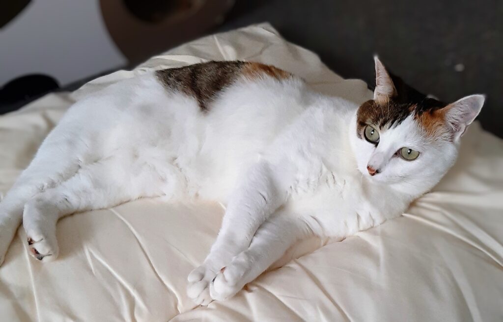 療法食でも治らなかった不調が改善。体重も自然に落ち、猫が元気に! 目ヤニが消え、鼻詰まりが減少。ストルバイトもほぼ出なくなりました!
