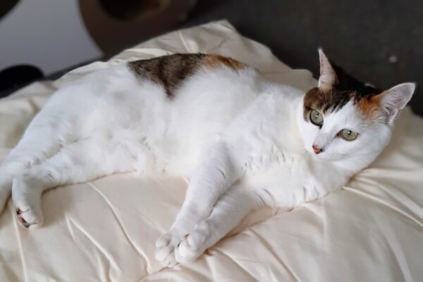 療法食でも治らなかった不調が改善。体重も自然に落ち、猫が元気に！  目ヤニが消え、鼻詰まりが減少。ストルバイトもほぼ出なくなりました！