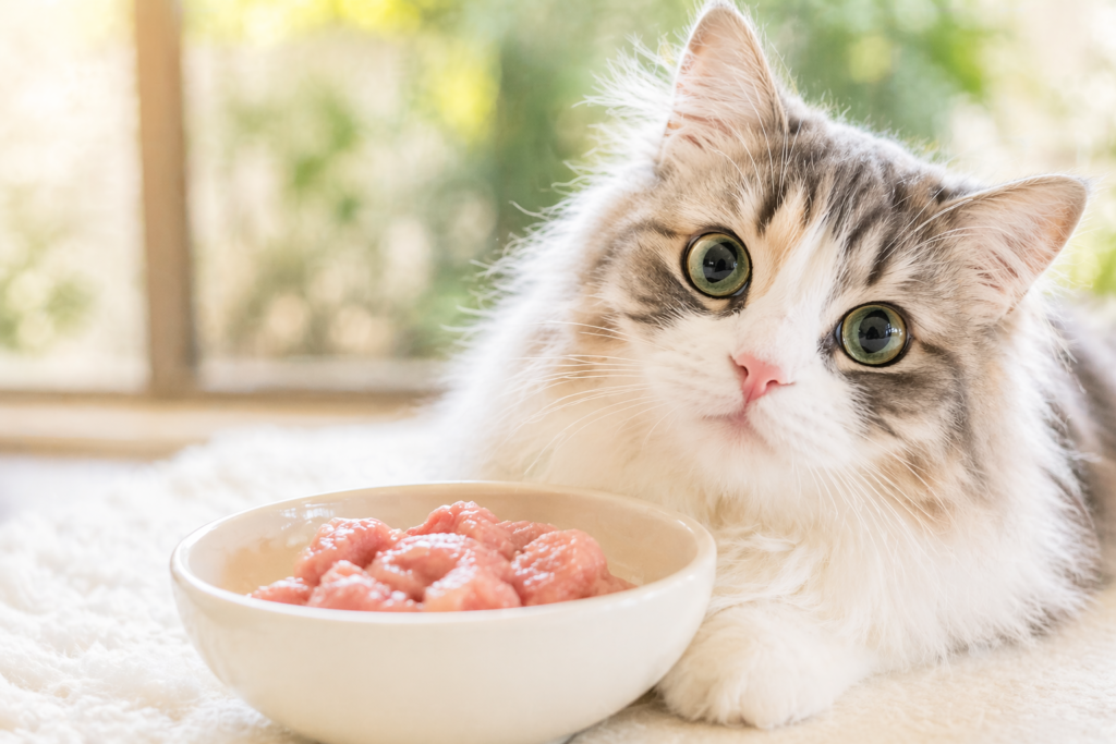 猫の連休中の注意点｜猫の体調不良を防ぐ食事・ストレス・環境管理