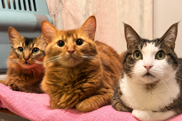 愛猫ミネラル検査の結果を読む