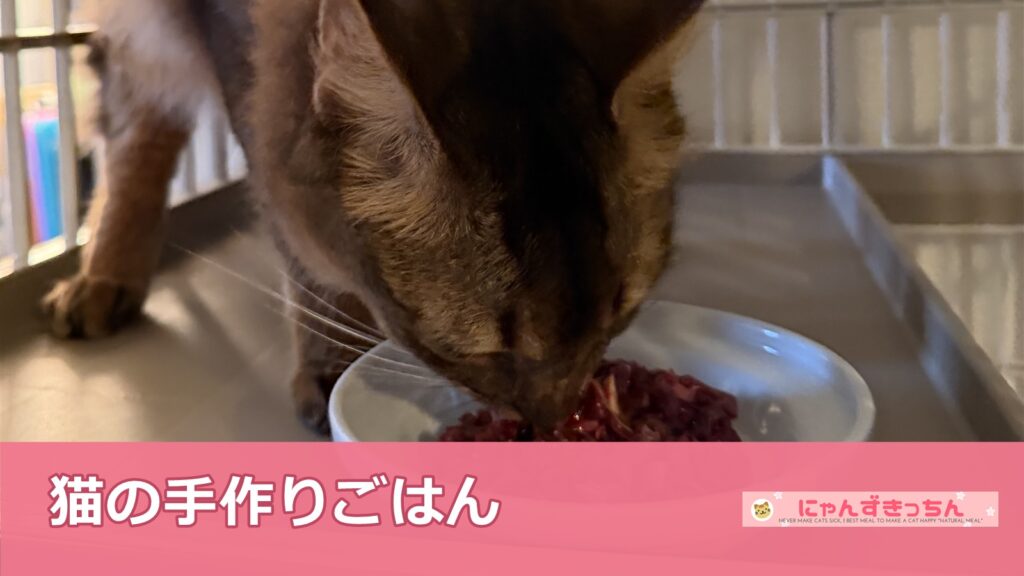 猫の手作りごはんを食べる猫