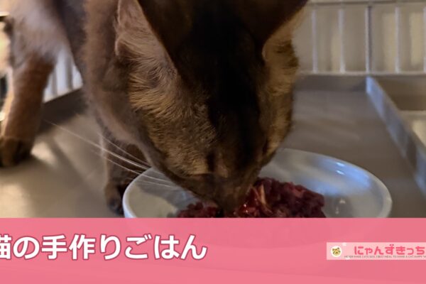 猫の手作りごはんを食べる猫